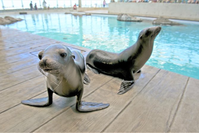 New England Aquarium Admission Ticket in Boston - Should you book the New England Aquarium ticket?