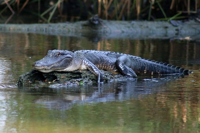 New Orleans Airboat Ride - How likely are you to see alligators?