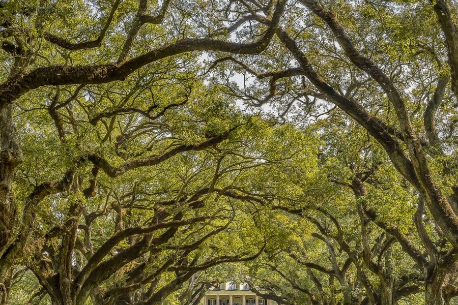 New Orleans: Bayou Swamp Tour and Oak Alley Plantation Tour - Getting out of New Orleans by shuttle