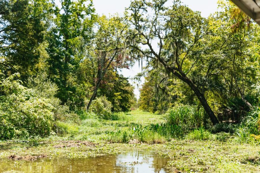 New Orleans: Bayou Tour in Jean Lafitte National Park - Alligators are the headline, but not the whole show