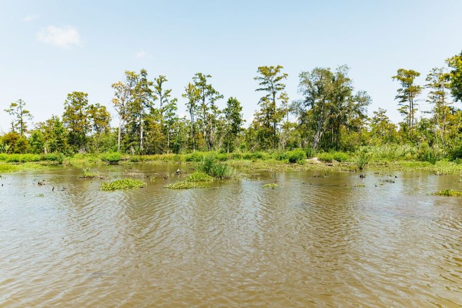 New Orleans: Bayou Tour in Jean Lafitte National Park - Is $32 good value?