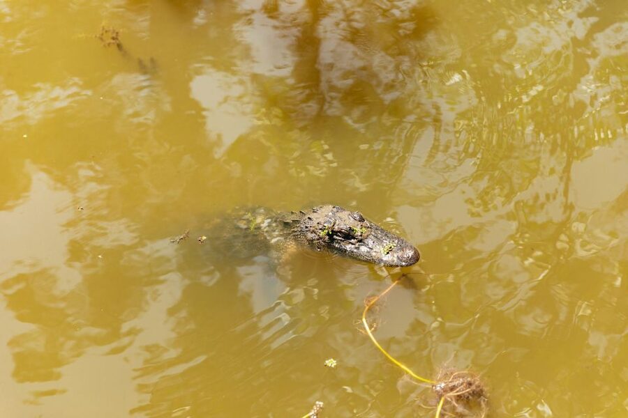 New Orleans: Bayou Tour in Jean Lafitte National Park - Should you book this Jean Lafitte swamp tour?