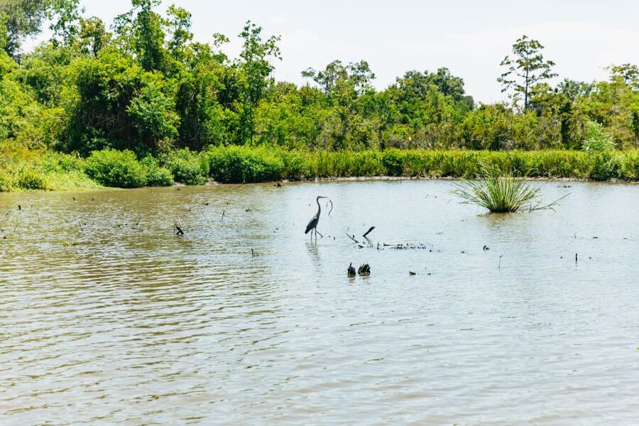 New Orleans: Bayou Tour in Jean Lafitte National Park - What the pontoon boat ride is really like