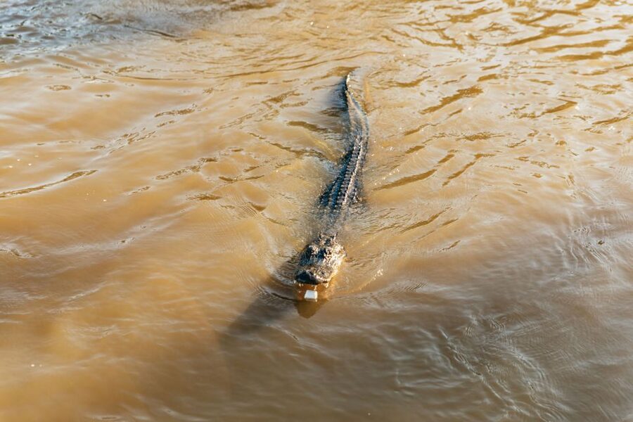 New Orleans: Guided Swamp Cruise by Tour Boat - Key points to know before you book