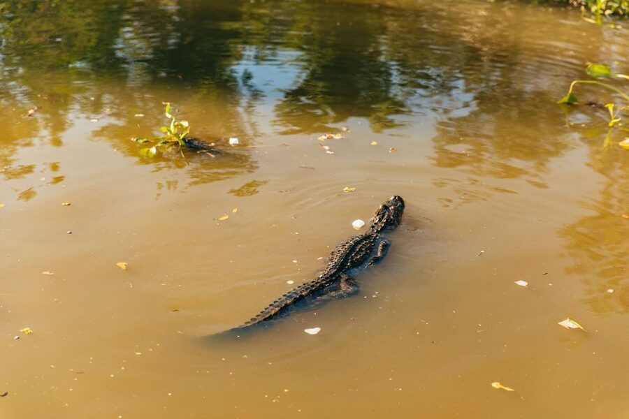 New Orleans: Guided Swamp Cruise by Tour Boat - The 100-minute cruise through the preserve