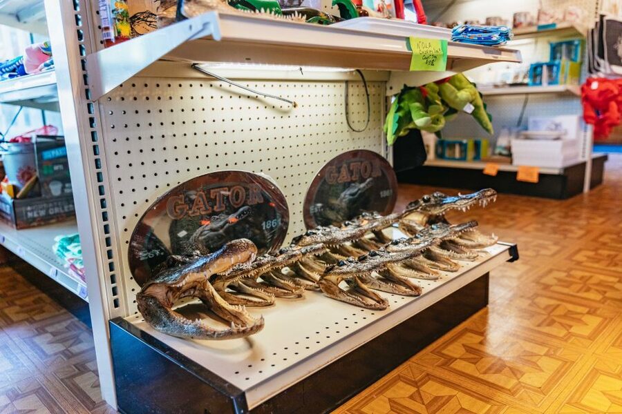 New Orleans: Guided Swamp Cruise by Tour Boat - Who should book this swamp cruise