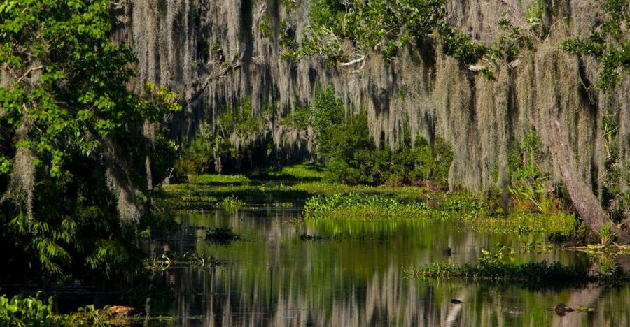 New Orleans: High Speed 16 Passenger Airboat Ride - Key points to know before you book