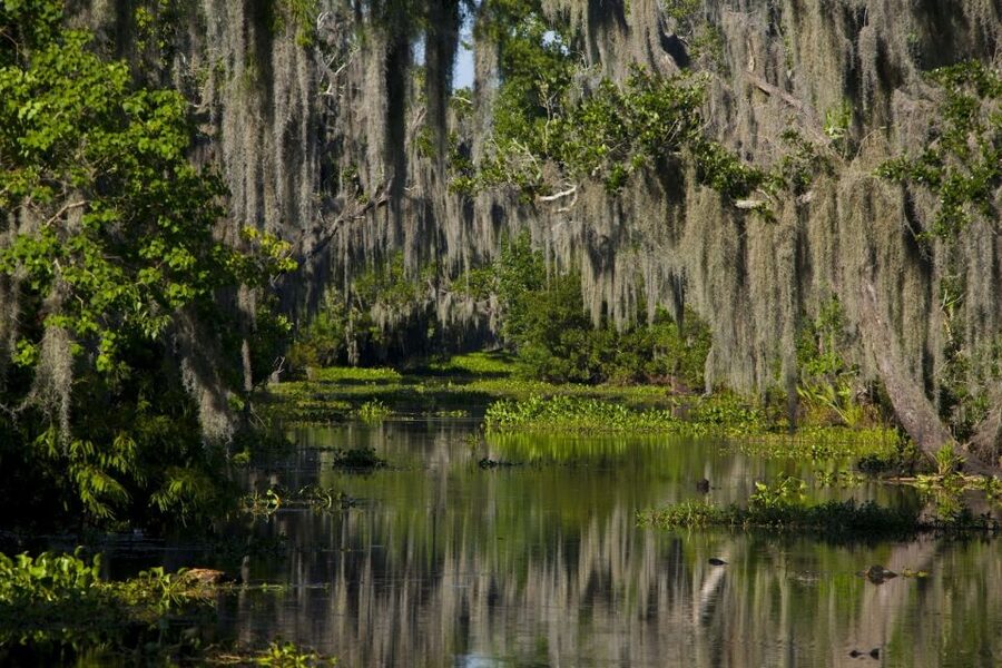 New Orleans: High Speed 16 Passenger Airboat Ride - Why this airboat ride is different from a standard boat trip