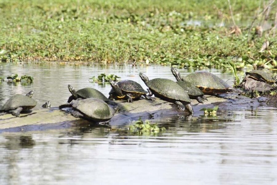 New Orleans: High Speed 16 Passenger Airboat Ride - Cajun life and the human side of the swamp