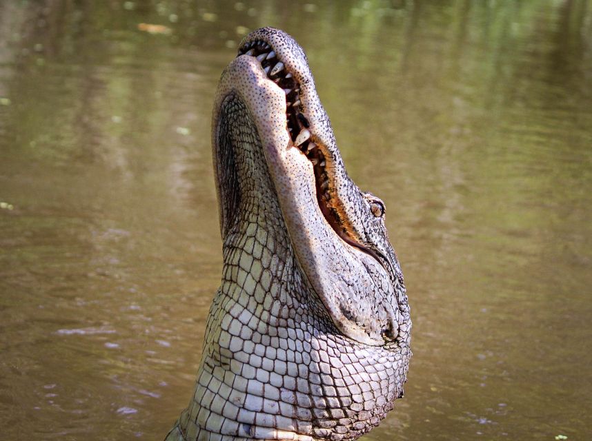 New Orleans: High Speed 16 Passenger Airboat Ride - Who should choose this tour