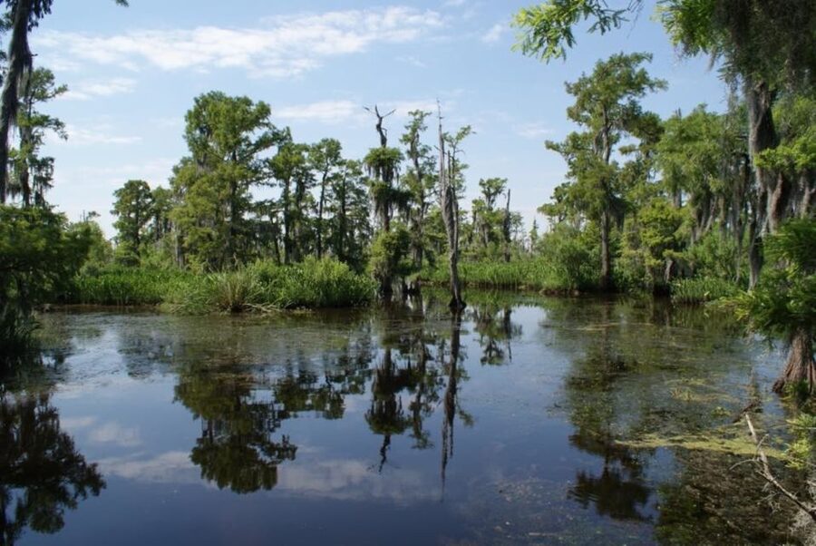 New Orleans: High Speed 16 Passenger Airboat Ride - From New Orleans hotels to Jean Lafitte wetlands