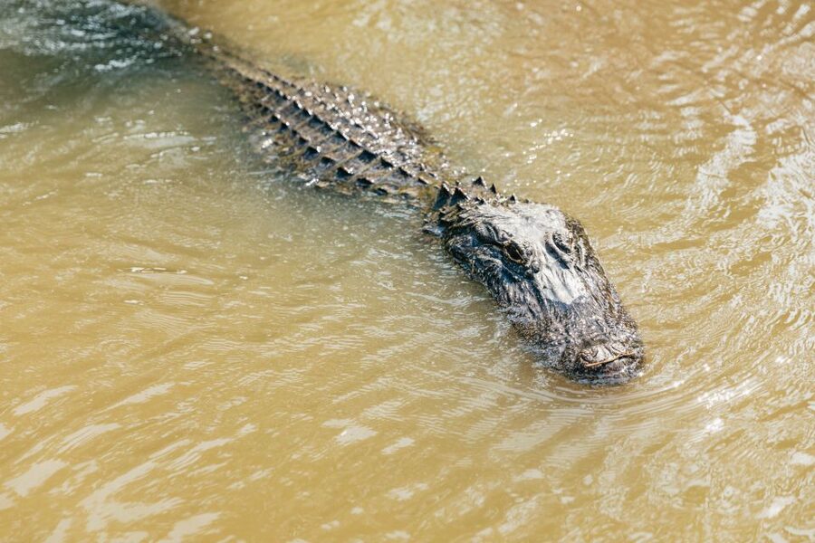 New Orleans: High Speed 9 Passenger Airboat Tour - Finding alligators in the water and along the banks