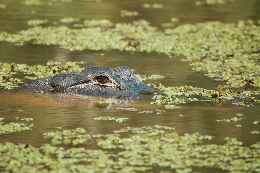New Orleans: High Speed 9 Passenger Airboat Tour - The best time and what to bring