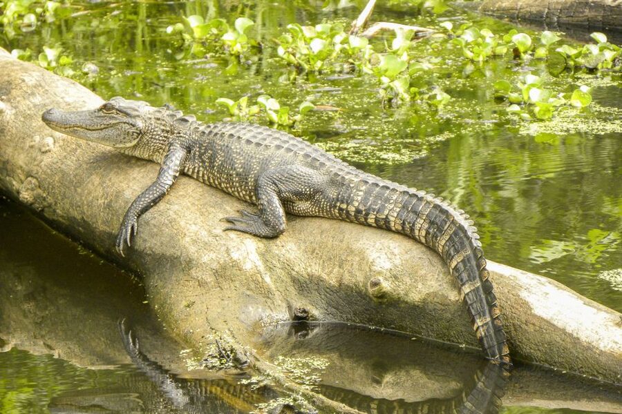 New Orleans Manchac Bayou Swamp Cruise W/ Optional Pick-Up - From New Orleans streets to quiet Manchac water
