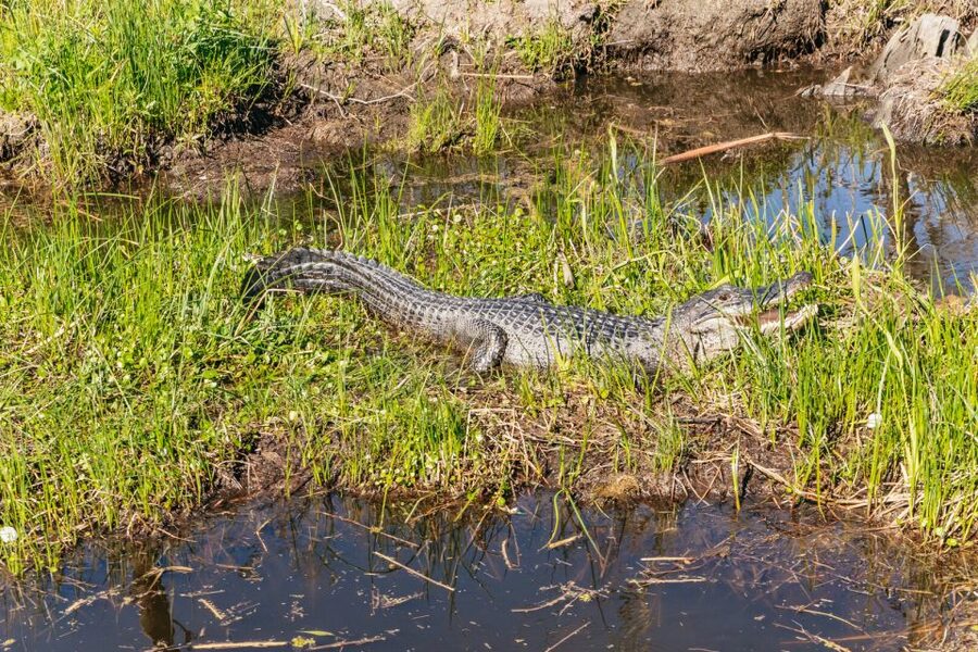 New Orleans: Oak Alley Plantation & Airboat Swamp Combo Tour - Who should book this combination?