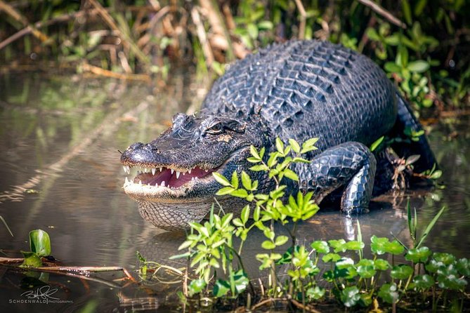 New Orleans Self-Transport Swamp and Bayou Boat Tour - Honey Island Swamp: two hours among the wildlife