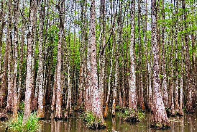 New Orleans Self-Transport Swamp and Bayou Boat Tour - Cajun life beyond the animal sightings