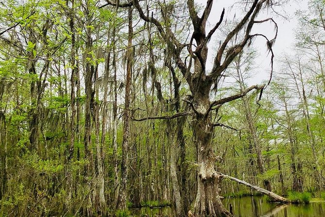 New Orleans Self-Transport Swamp and Bayou Boat Tour - Setting out on the 22-passenger boat