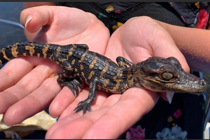 New Orleans Small-Group Airboat Swamp Tour - How much time you really need