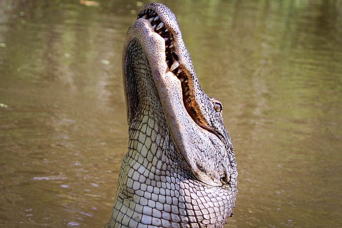 New Orleans Small-Group Airboat Swamp Tour - Getting to Marrero and meeting your captain