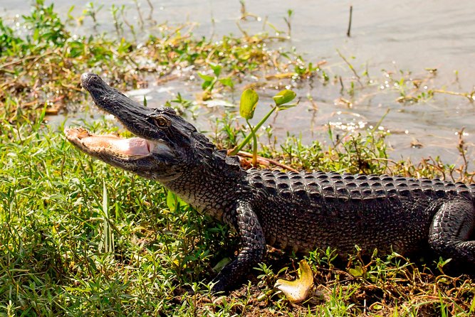 New Orleans Swamp and Bayou Alligator Tour - A closer look at Barataria Preserve