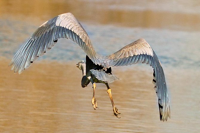 New Orleans Swamp and Bayou Alligator Tour - Transportation or self-drive?