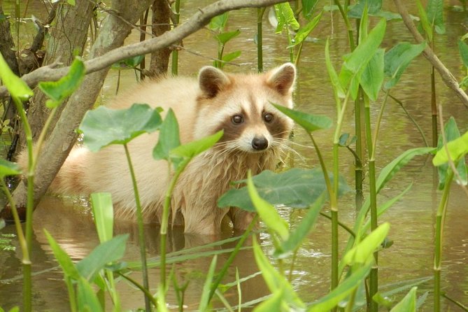 New Orleans Swamp and Bayou Boat Tour with Transportation - Who should book this swamp tour