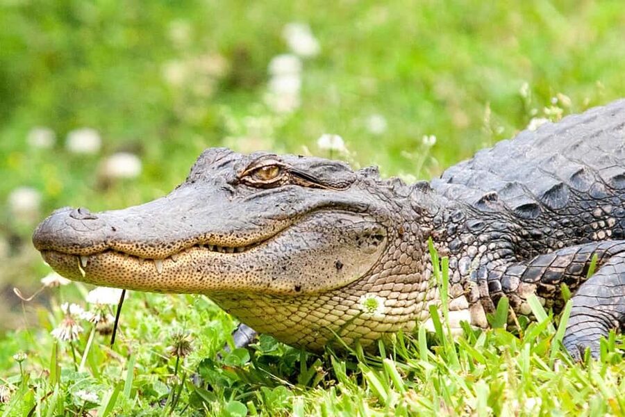 New Orleans: Swamp Boat Ride & Oak Alley Plantation Tour - Spotting alligators from the pontoon