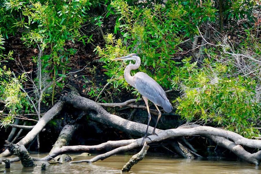 New Orleans: Swamp Boat Ride & Oak Alley Plantation Tour - Who should book this day trip?