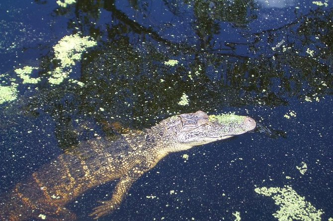 New Orleans Swamp Tour Boat Adventure with Transportation - Stories about burial grounds and Cajun life