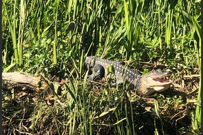 New Orleans Swamp Tour Boat Adventure - The boat ride: comfort without losing the view