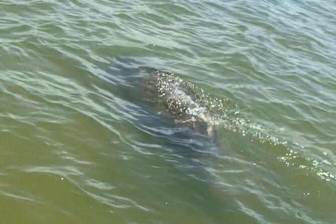 New Smyrna Dolphin and Manatee Kayak and SUP Adventure Tour - Looking for dolphins and manatees