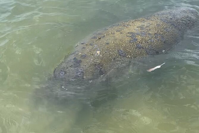 New Smyrna Dolphin and Manatee Kayak and SUP Adventure Tour - The guides make a big difference
