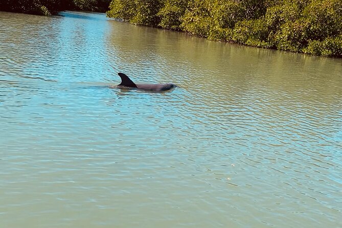 New Smyrna Dolphin and Manatee Kayak and SUP Adventure Tour - Kayaking or stand-up paddleboarding
