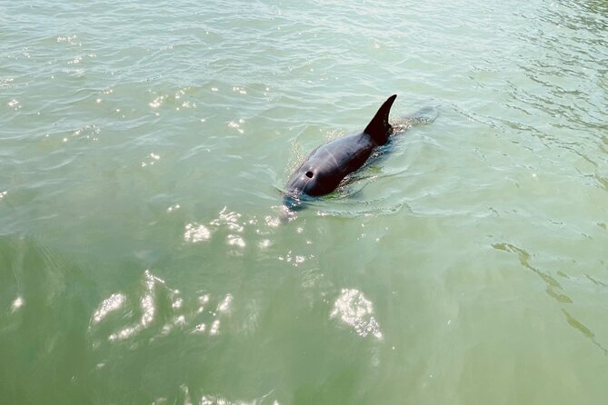 New Smyrna Dolphin and Manatee Kayak and SUP Adventure Tour - Timing, weather, and route changes