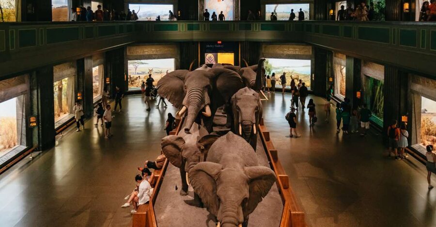 New York City: American Museum of Natural History Ticket - Key points for planning your museum day
