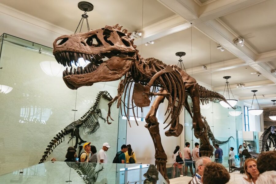 New York City: American Museum of Natural History Ticket - Start with the size of the American Museum of Natural History