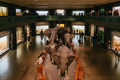 American Museum of Natural History Ticket
