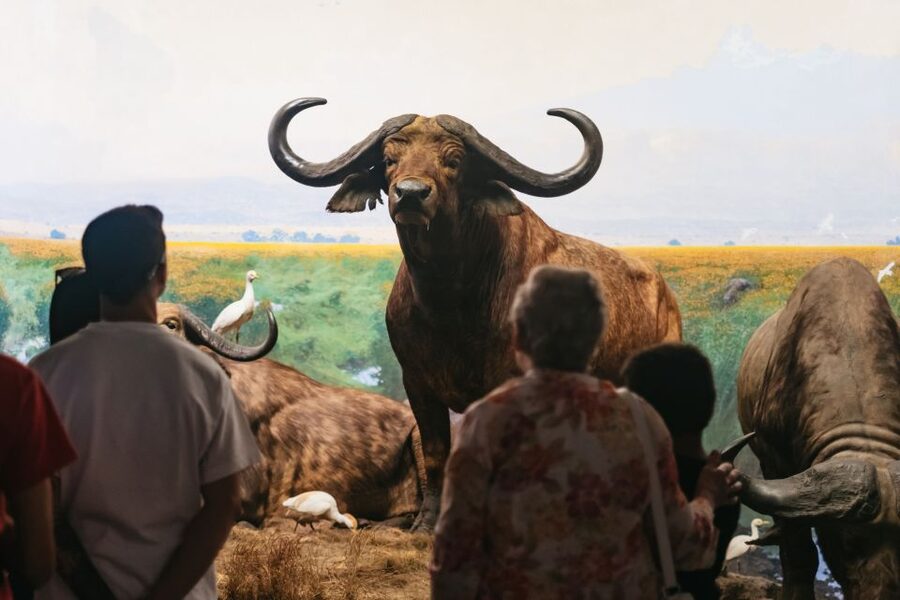 New York City: American Museum of Natural History Ticket - Use the Explorer app instead of fighting the map