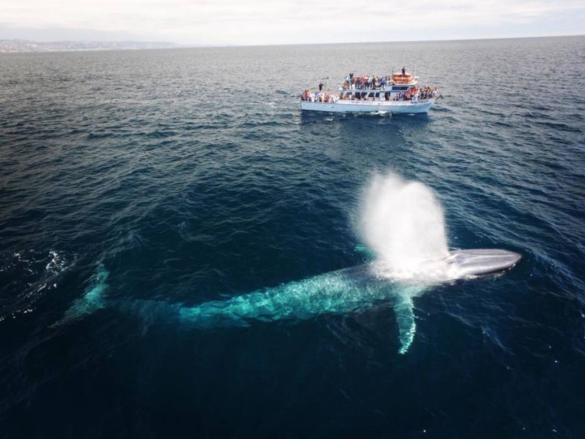 Newport Beach: Whale and Dolphin-Watching Cruise - Key points to know before boarding