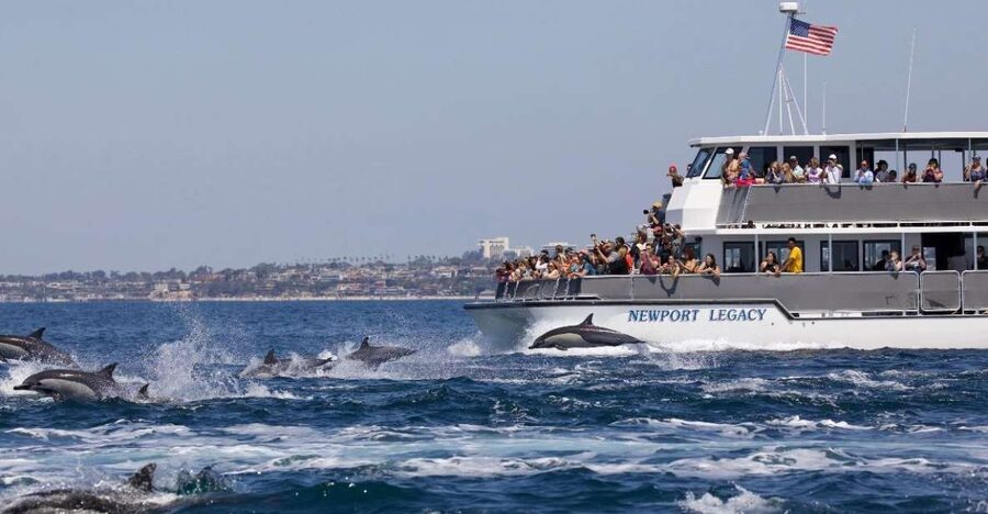 Newport Beach: Whale and Dolphin-Watching Cruise - Why Newport Beach works so well for whale watching