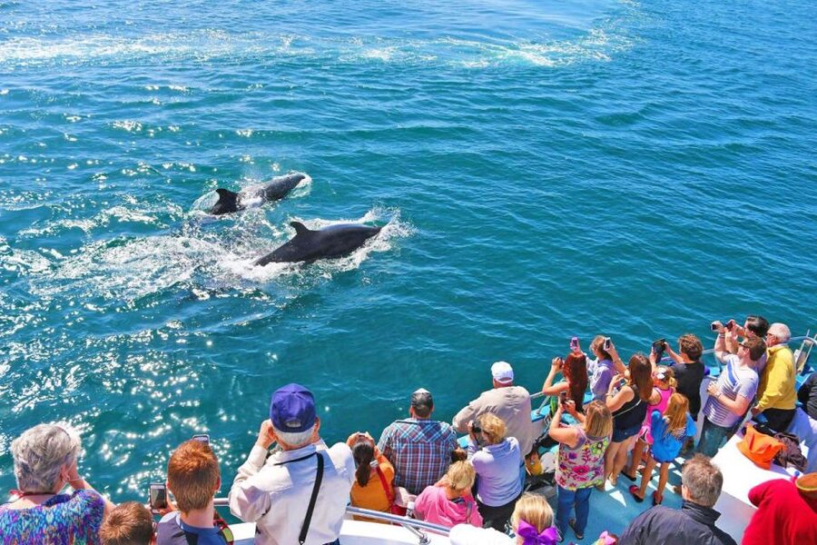 Newport Beach: Whale and Dolphin-Watching Cruise - What the crew adds to the experience