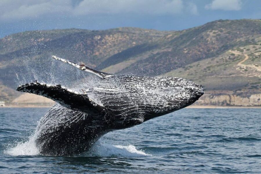 Newport Beach: Whale and Dolphin-Watching Cruise - How good is the $30 value?