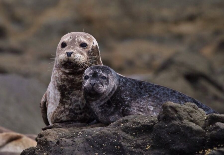 Newport Beach: Whale and Dolphin-Watching Cruise - Who will enjoy this cruise most