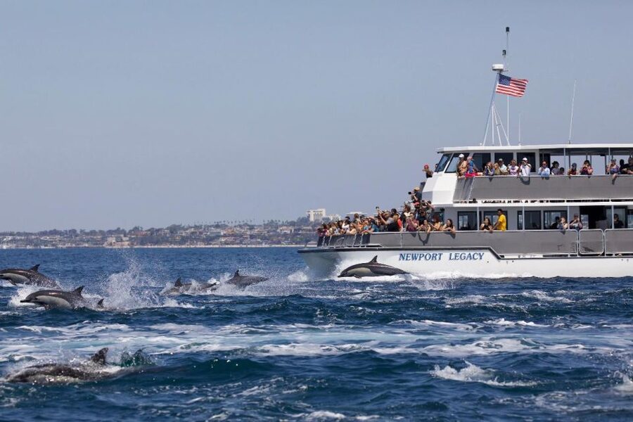 Newport Beach: Whale and Dolphin-Watching Cruise - Starting at 309 Palm Street and the Balboa Pavilion