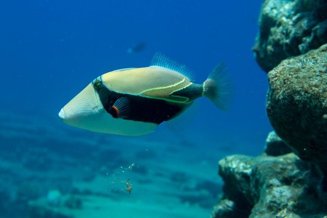 Ni'ihau and Na Pali Coast Snorkel Boat Tour - The rough-water question