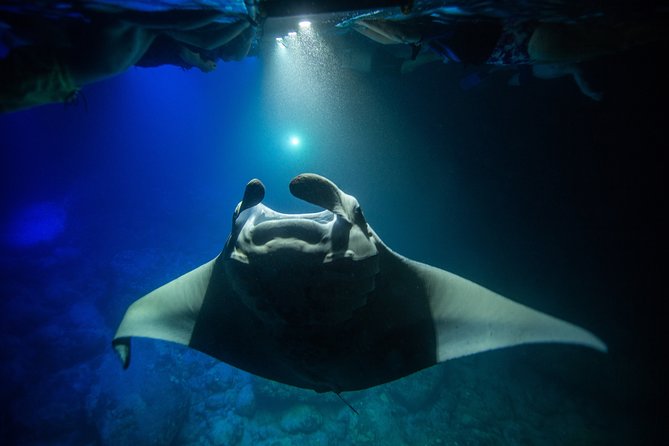Night Manta Ray Experience - A maximum of 27 people, and why that matters