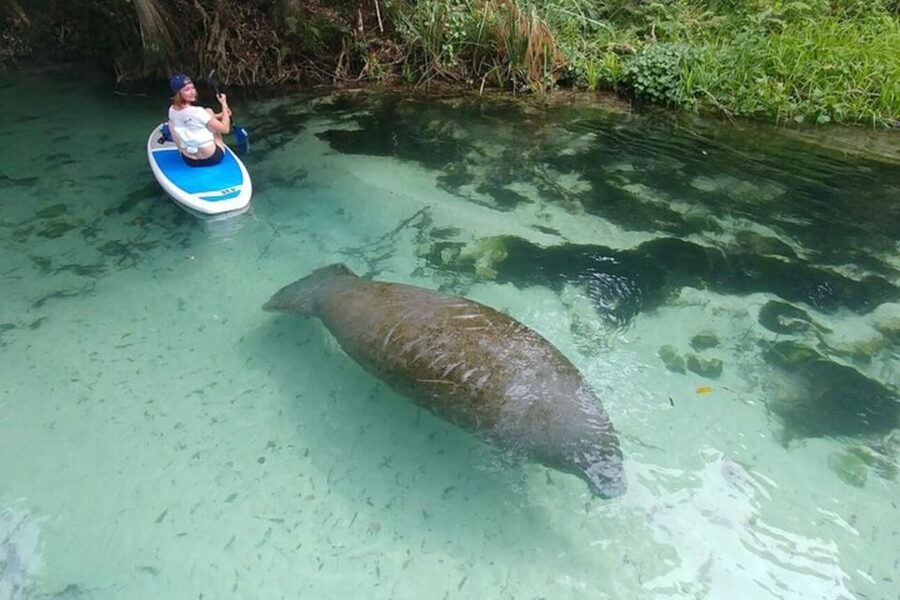 North Miami: Nature & Island Exploration on SUP/Kayak - What guides add to the experience