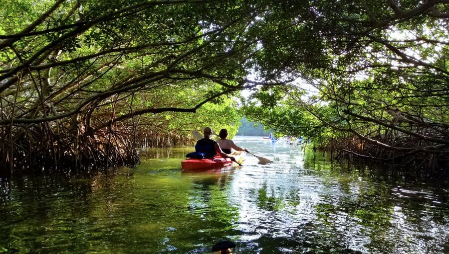 North Miami: Nature & Island Exploration on SUP/Kayak - Is $99 a good value?