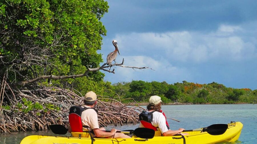North Miami: Nature & Island Exploration on SUP/Kayak - Choosing between a kayak and a stand-up paddleboard